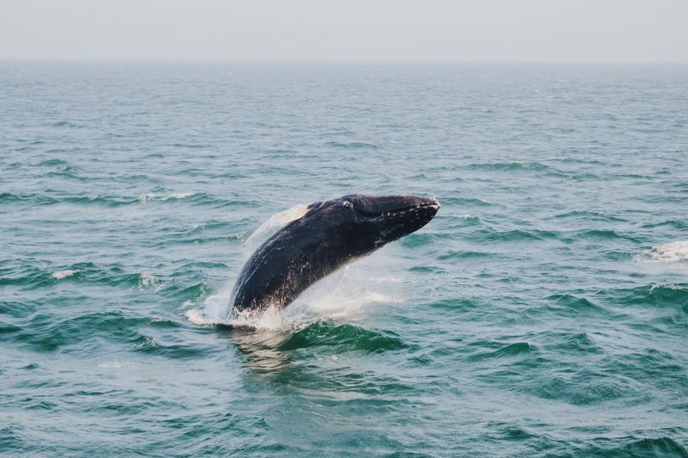 Free Image of Majestic Whale Jumping Out of Water 