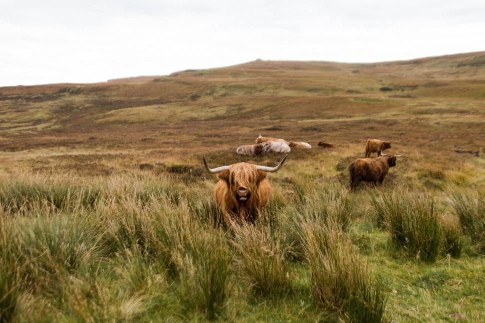 Free Image of A Herd of Animals Walking Across a Lush Green Field 