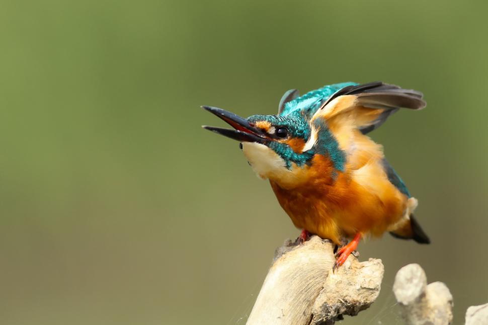 Free Image of Small Bird With Blue and Orange Beak Perched on Branch 