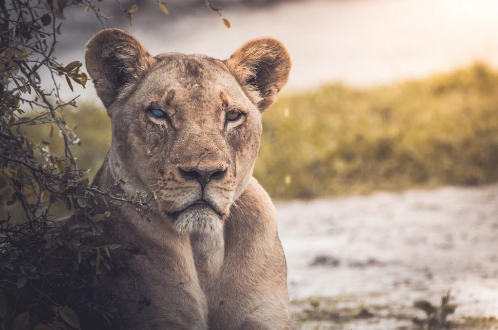 Free Image of Lion Sitting in the Shade of a Tree 