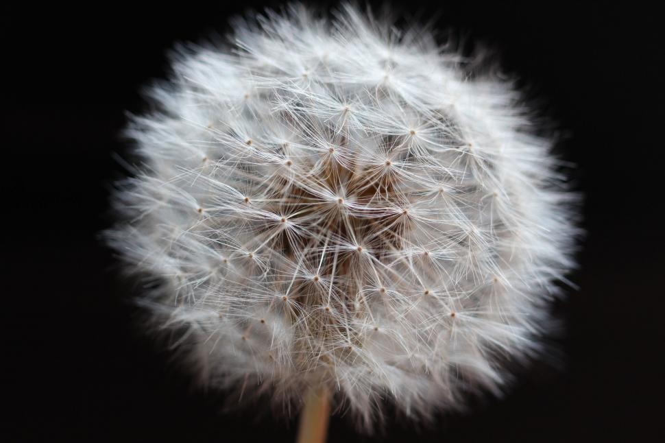 Free Image of Dandelion Blowing in Wind on Black Background 
