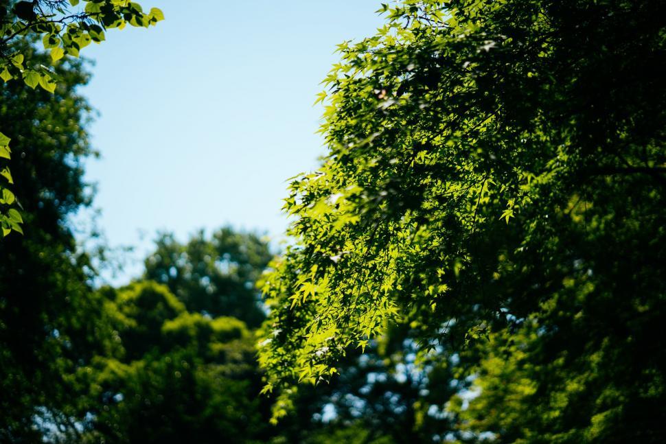 Free Image of Stop Sign Amidst Trees 
