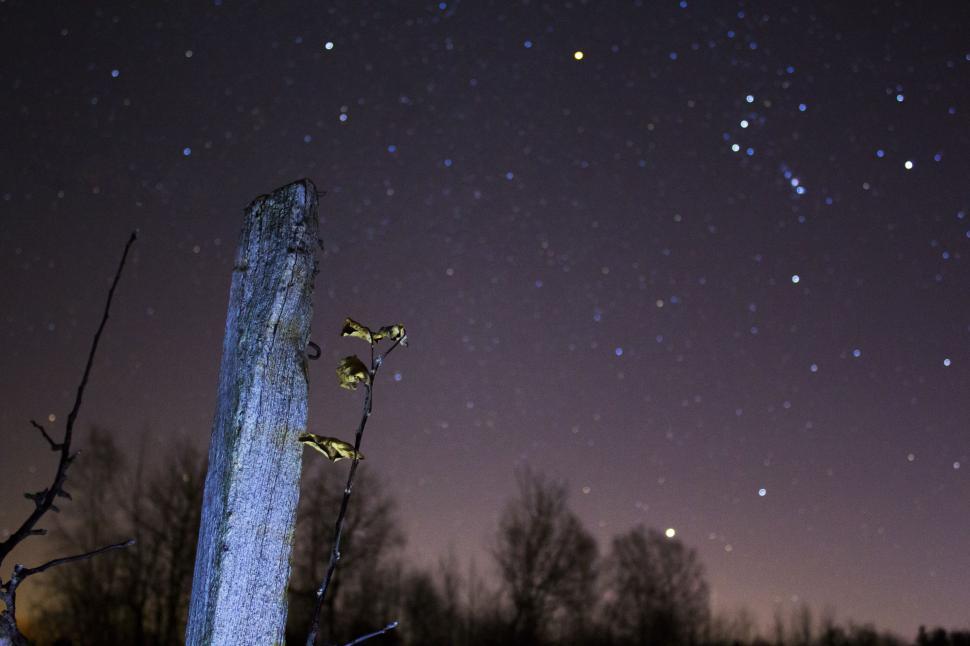 Free Image of Night Sky With Stars and Trees 