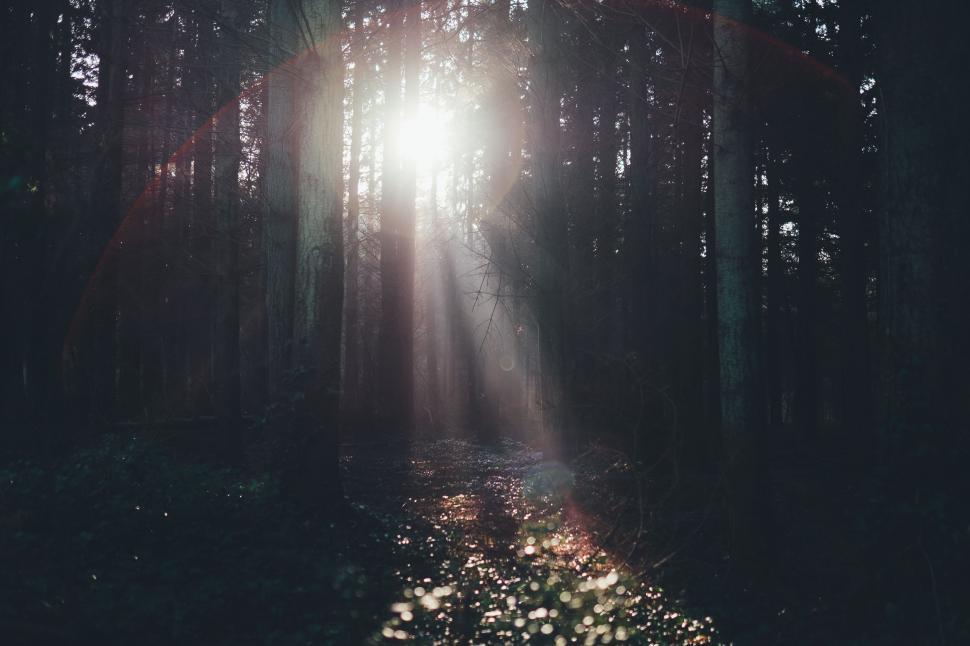 Free Image of Sun Shining Through Trees in Woods 