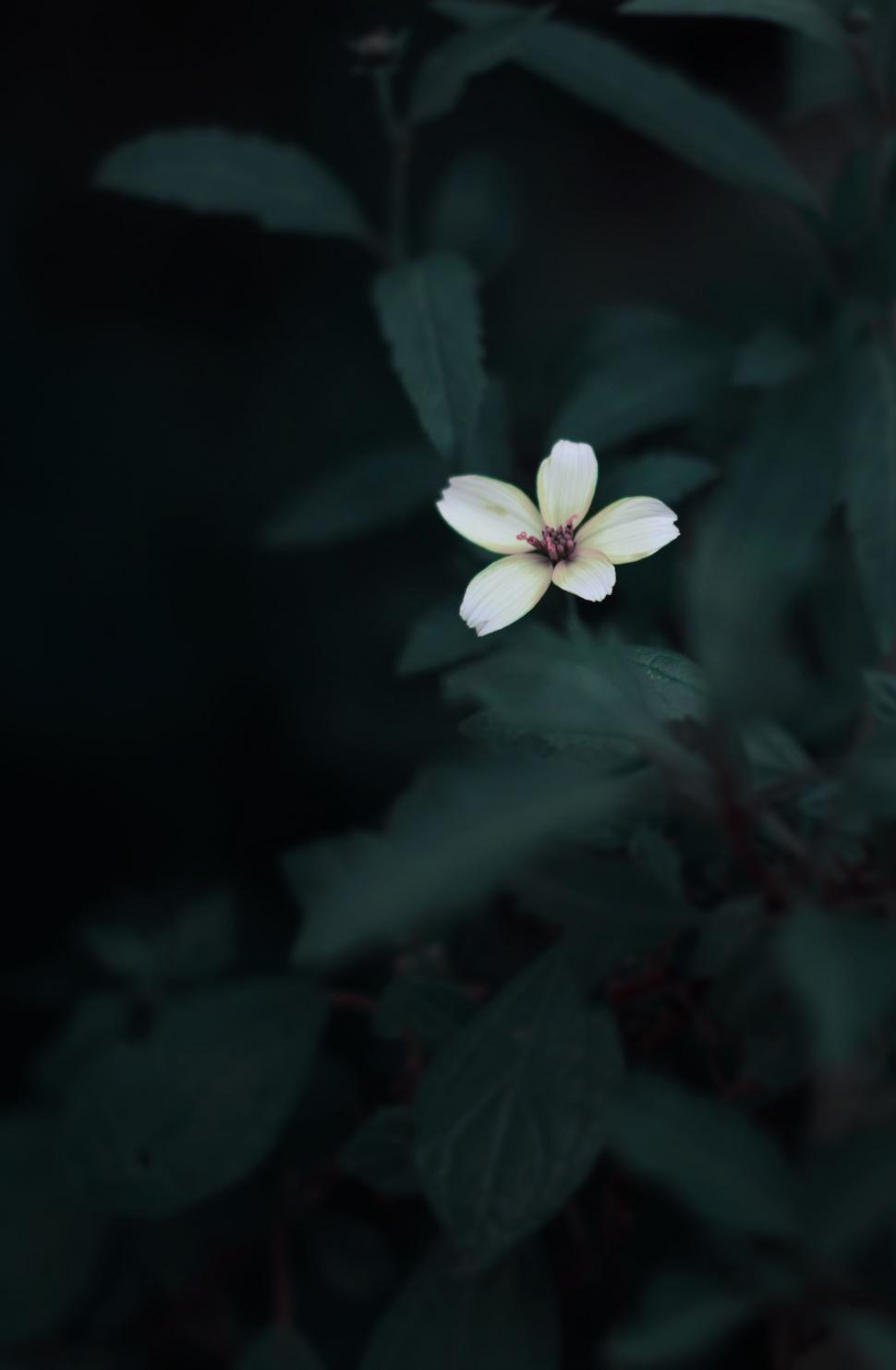Free Image of White Flower Blooming Against Black Background 