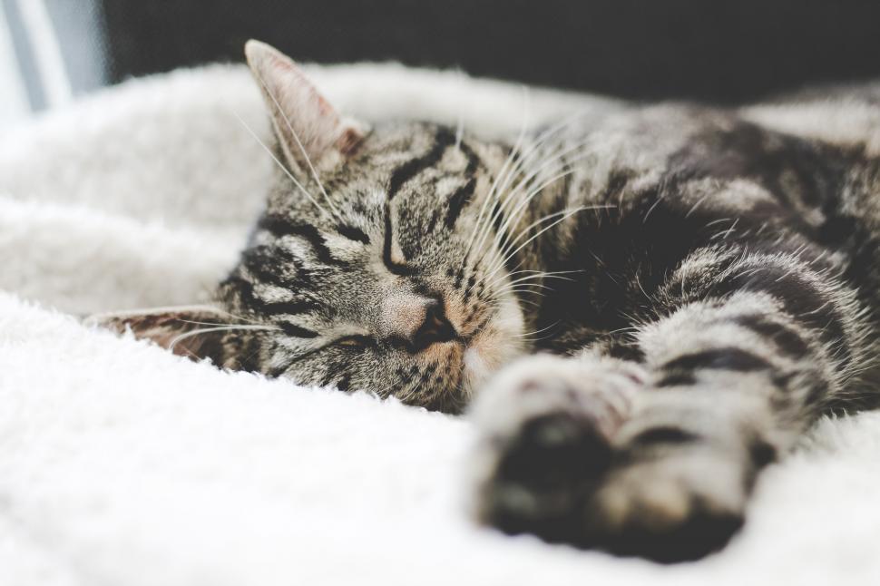 Free Image of Sleeping Black and White Cat 