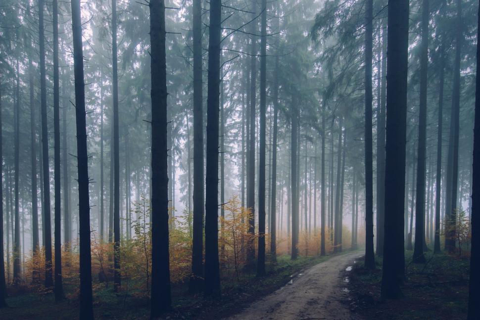 Free Image of Dirt Road Cutting Through Forest 