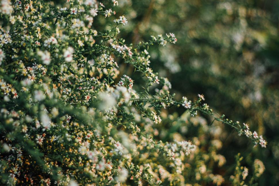 Free Image of Close Up of a Plant With White Flowers 