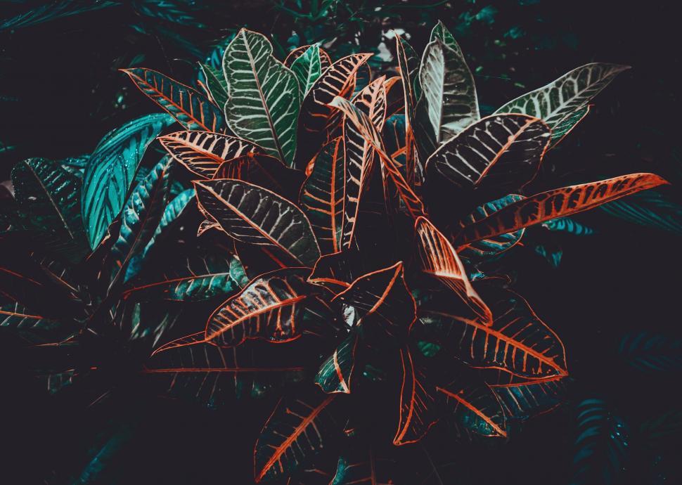 Free Image of Close Up of Plant With Green and Red Leaves 