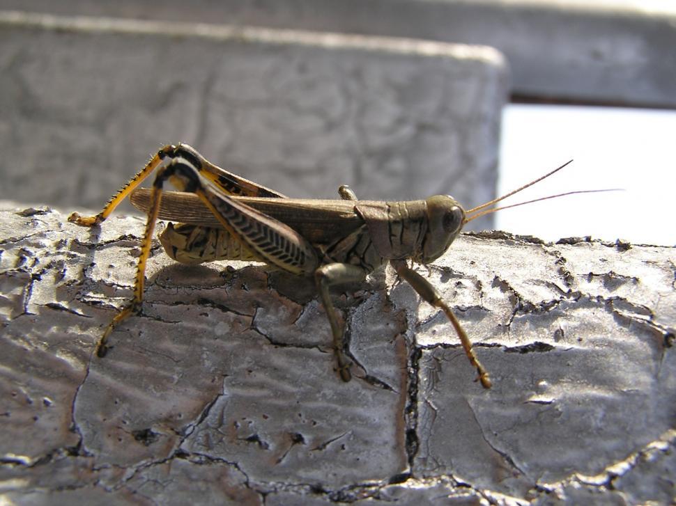 Free Image of grasshopper 