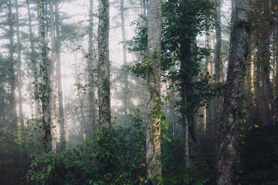 Free Image of Towering Trees in the Dense Forest 