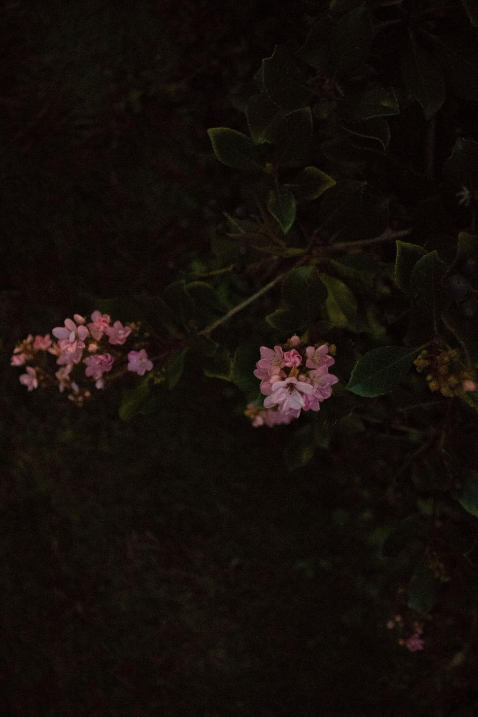 Free Image of Pink Flowers in Black and White 