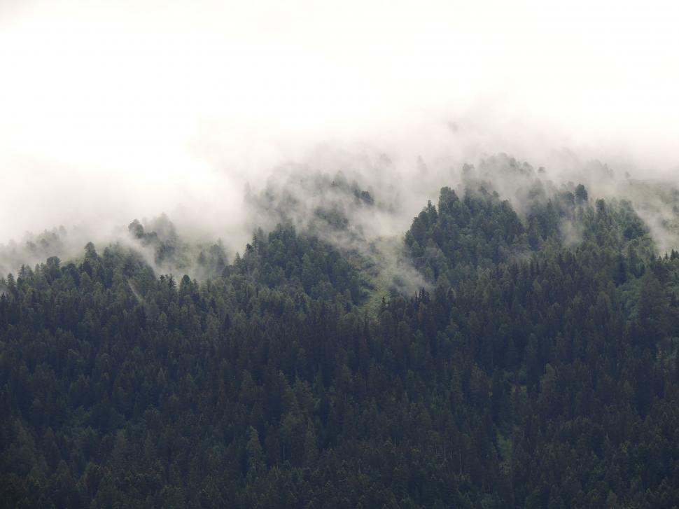 Free Image of Monochrome Forest Landscape 