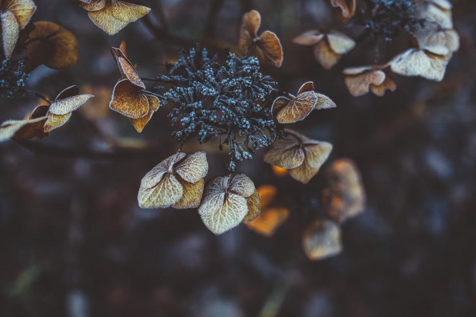 Free Image of Close Up of Plant Leaves 