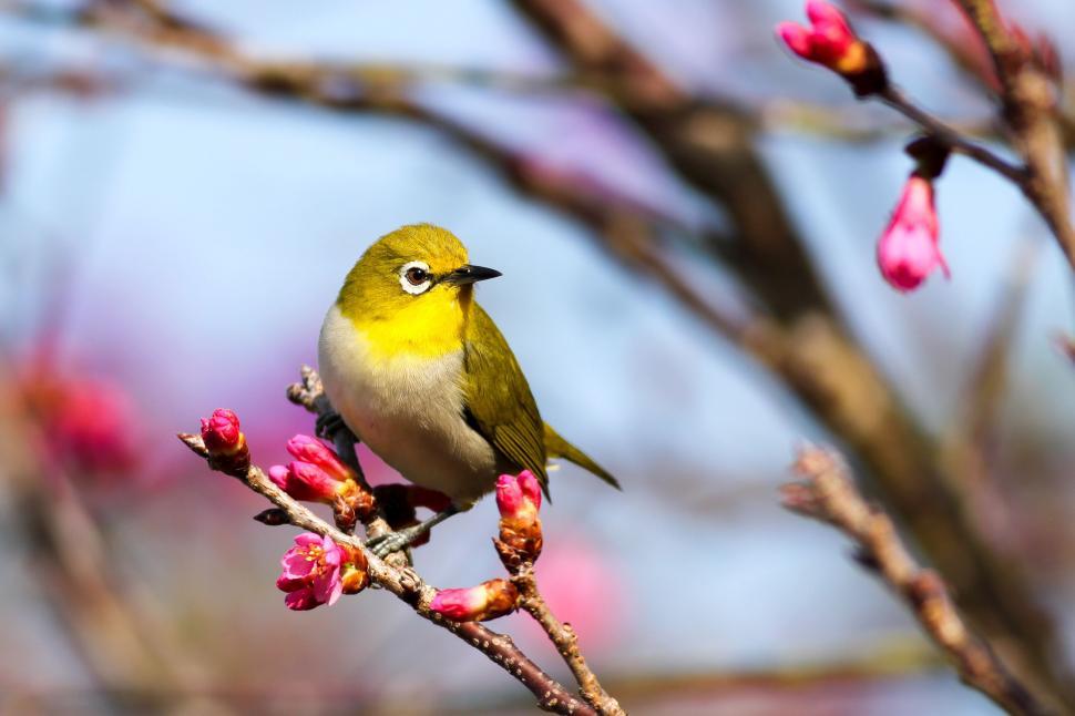 Free Image of Small Bird Perched on Tree Branch 