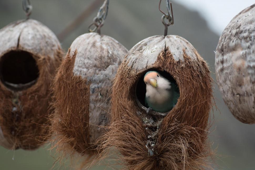 Free Image of Birds Perched in Bird Feeder 
