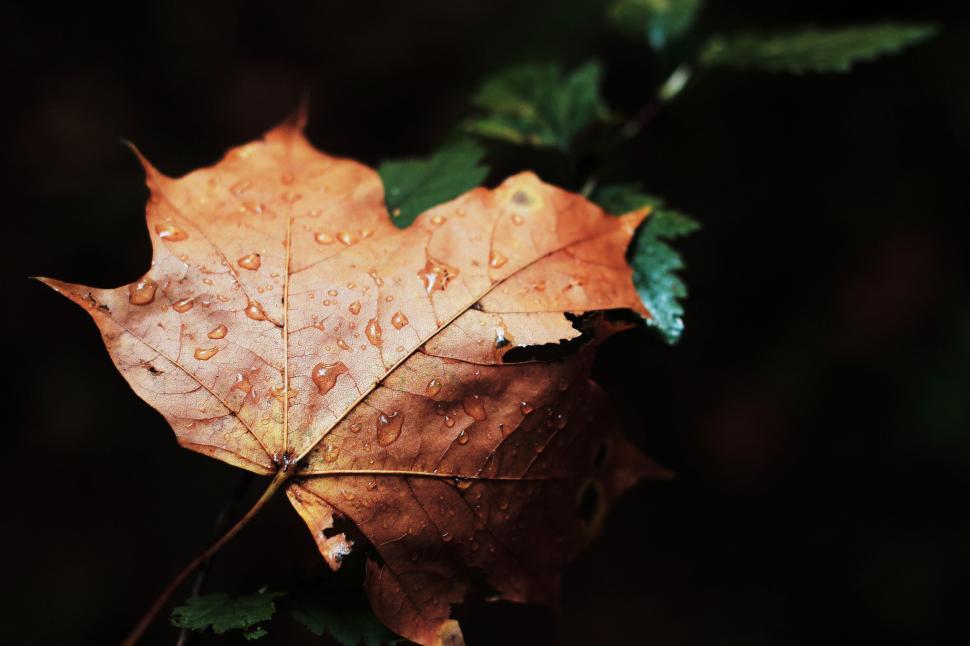 Free Image of Water Drops on Leaf 