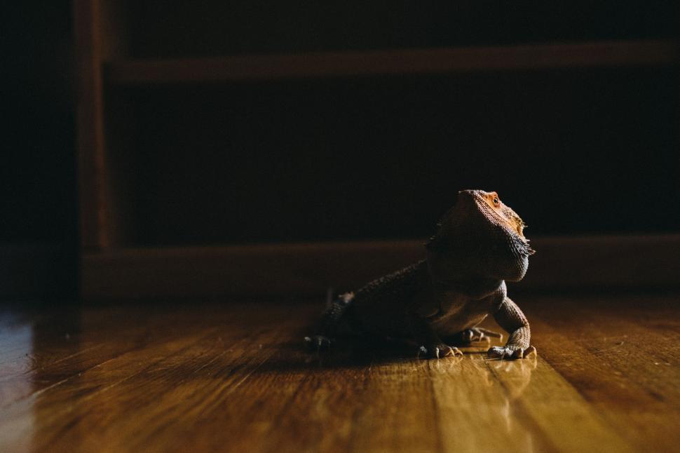 Free Image of Small Dog Sitting on Hardwood Floor 