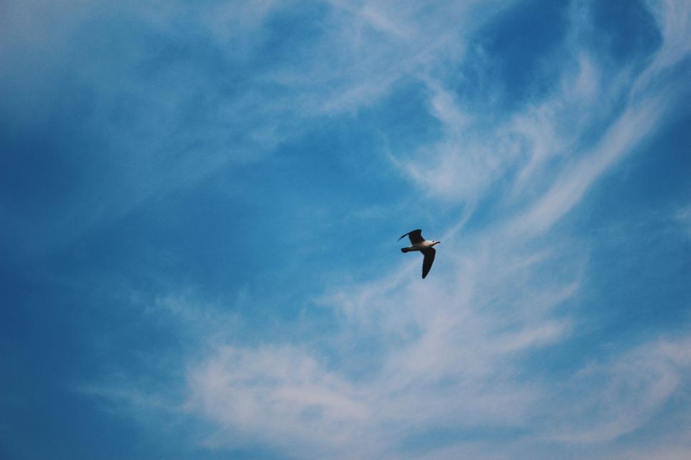 Free Image of Bird Soaring High in Sky 