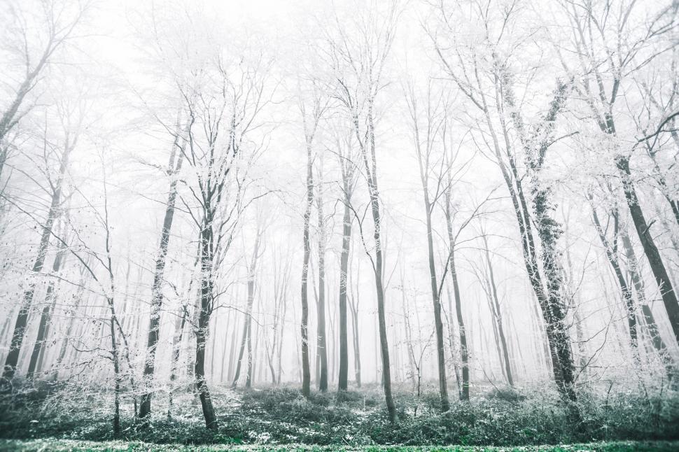 Free Image of Snow-covered Forest With Thick Tree Canopy 