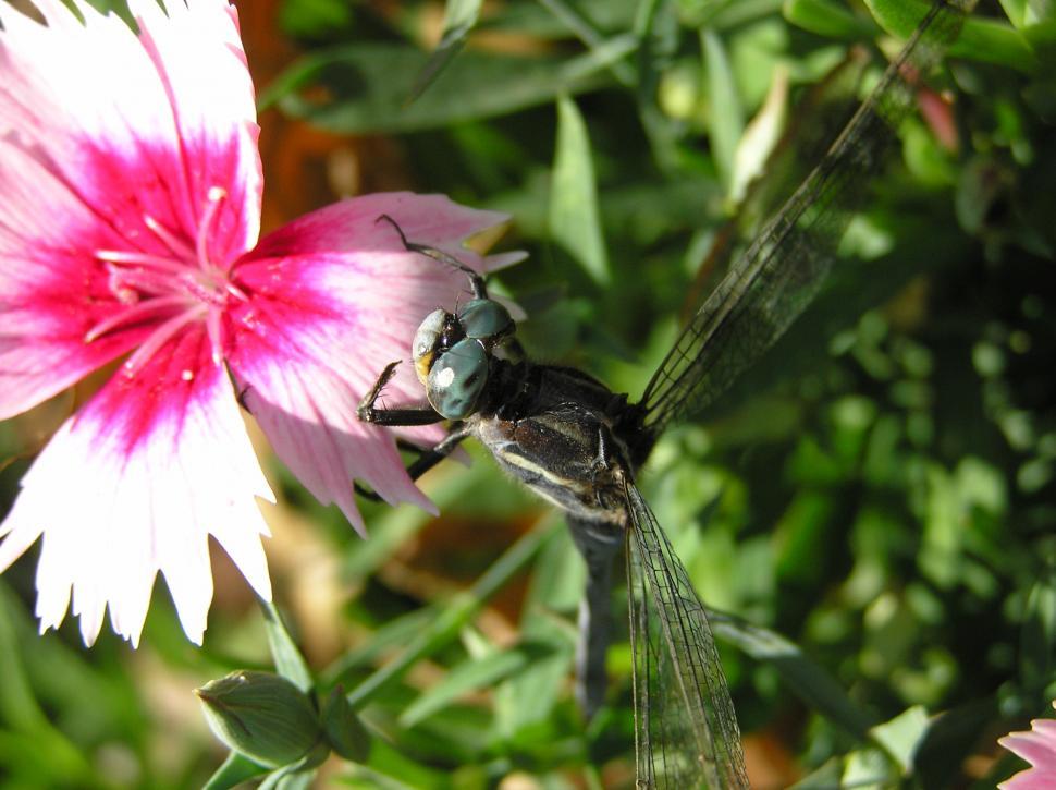 Free Image of Aerial view of a dragonfly 