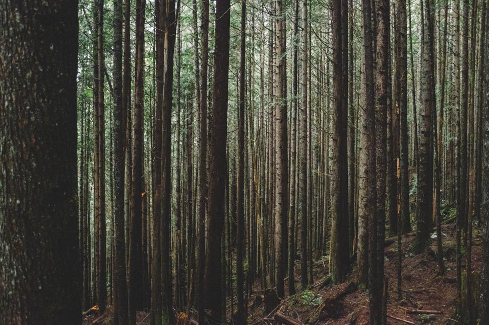 Free Image of A Monochrome Forest Landscape 