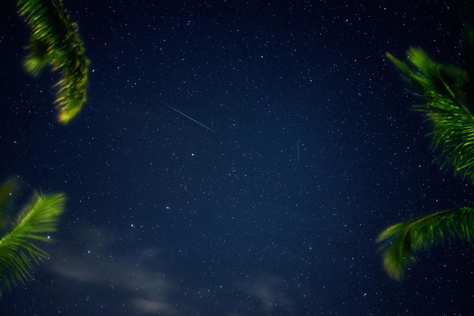 Free Image of Starry Night Sky With Palm Trees 