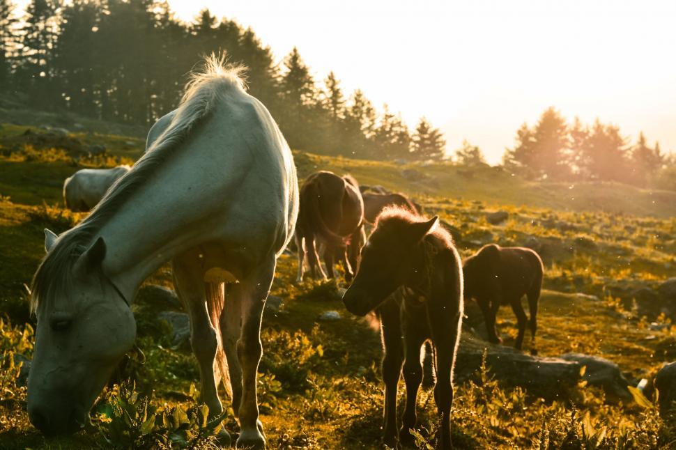 Free Image of Herd of Horses Grazing on Lush Green Hillside 