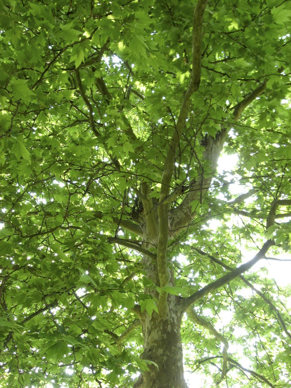 Free Image of trees 