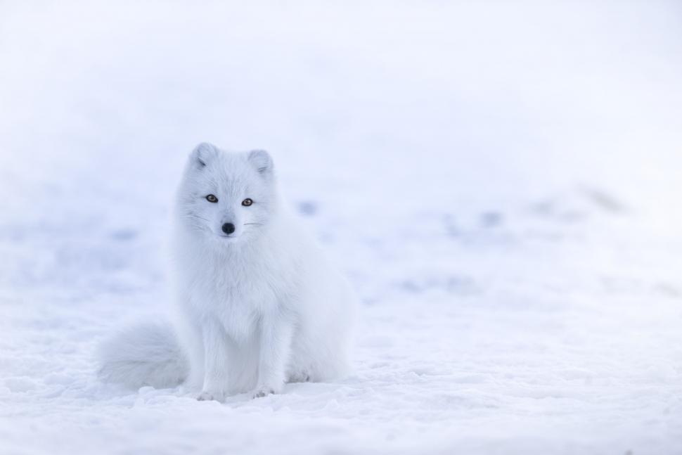 Free Image of Small White Animal Sitting in the Snow 