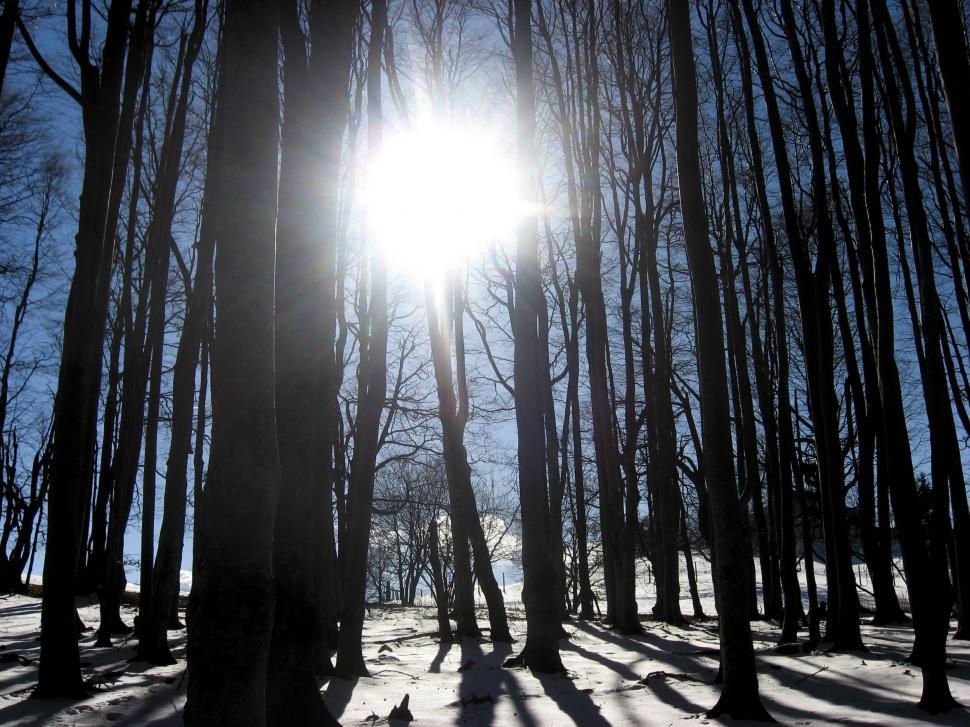 Free Image of forrest in winter 