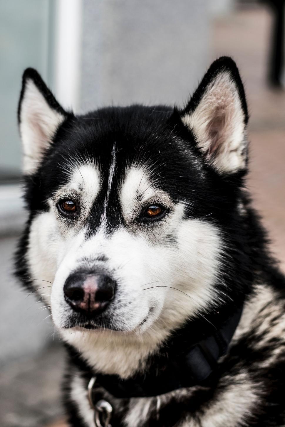 Free Image of Majestic Black and White Husky Dog Sitting 