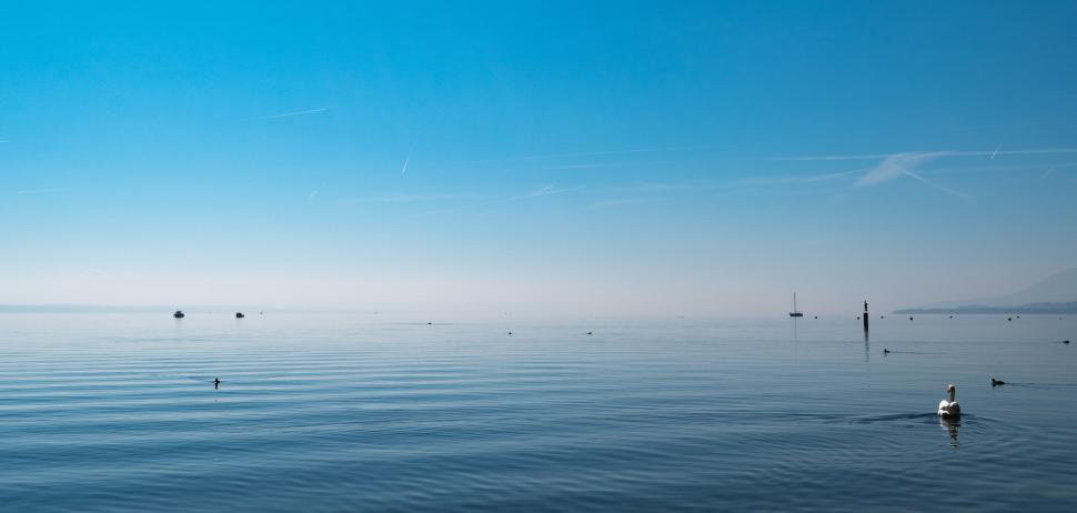 Free Image of Birds Wading in Large Body of Water 