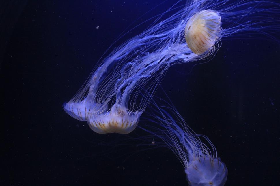 Free Image of Group of Jellyfish Swimming in Water 