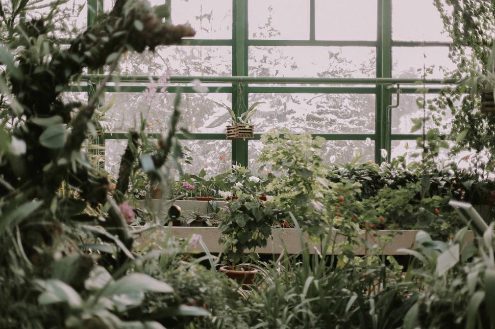 Free Image of Abundant Plants in Bright Room 
