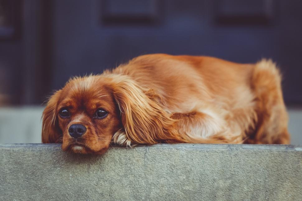 Free Image of Brown Dog Laying on Cement Wall 