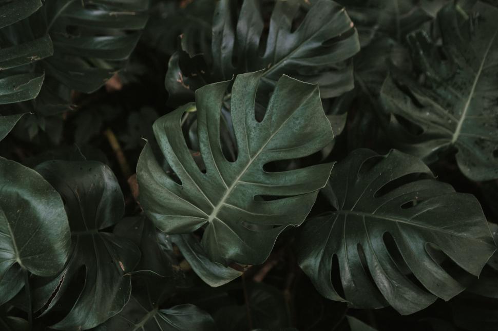 Free Image of Leafy Plant in Black and White 