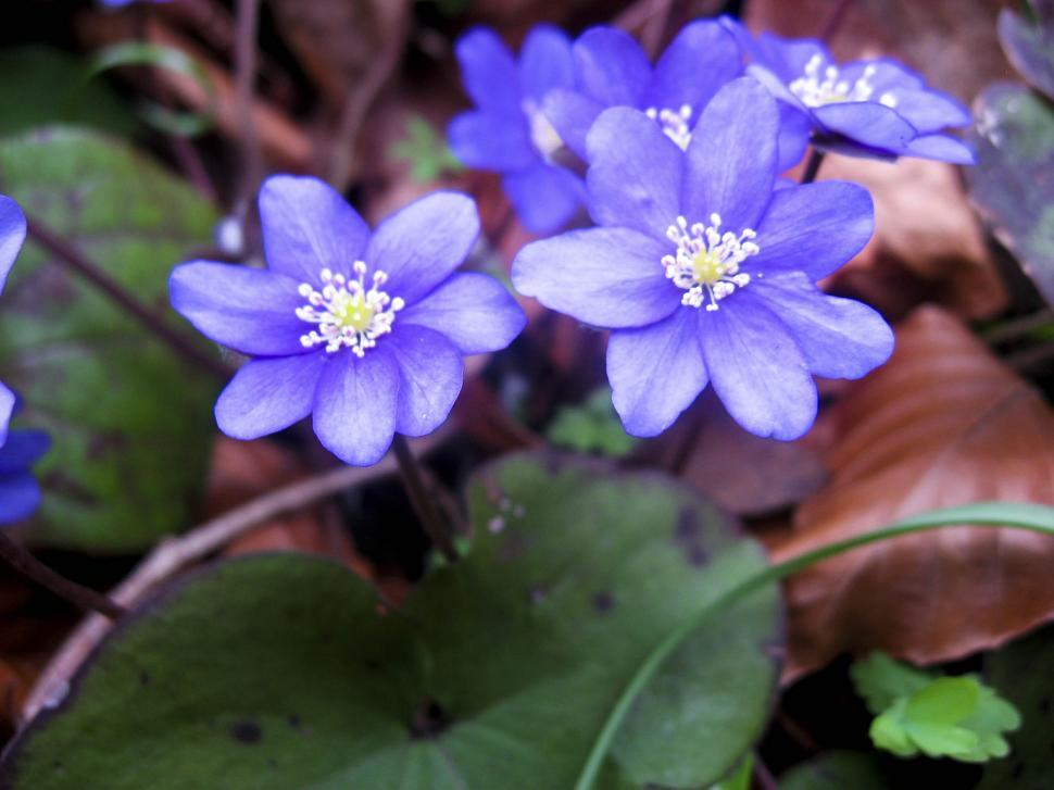 Free Image of flowers 