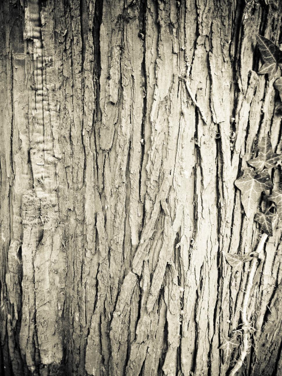 Free Image of wood pattern 