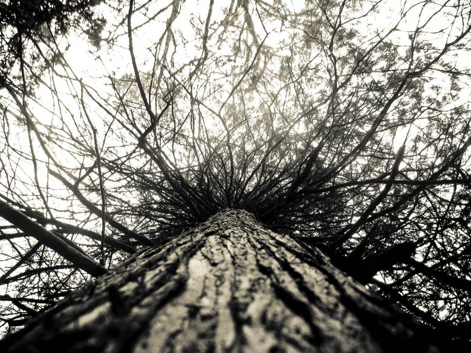 Free Image of tree in fall 