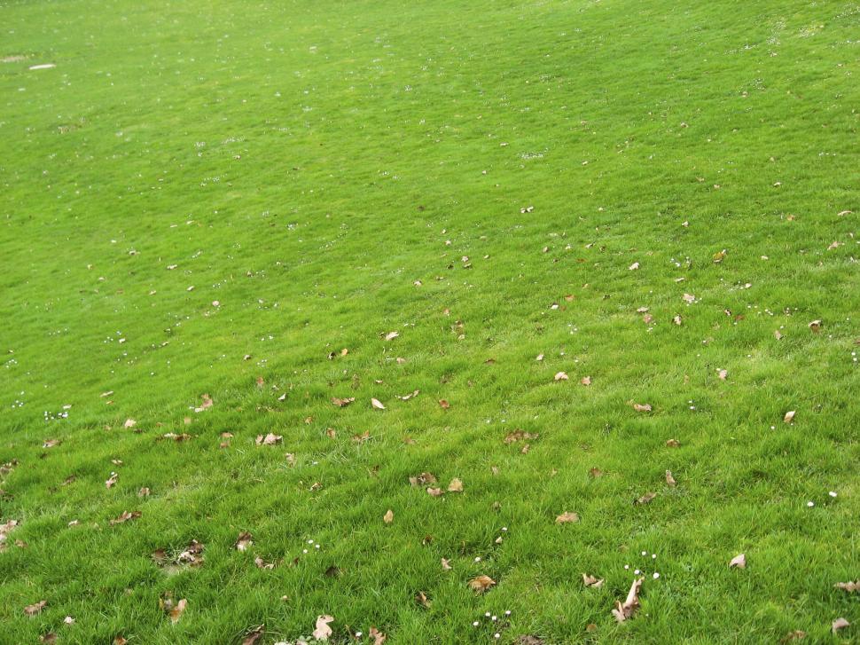 Free Image of meadow 