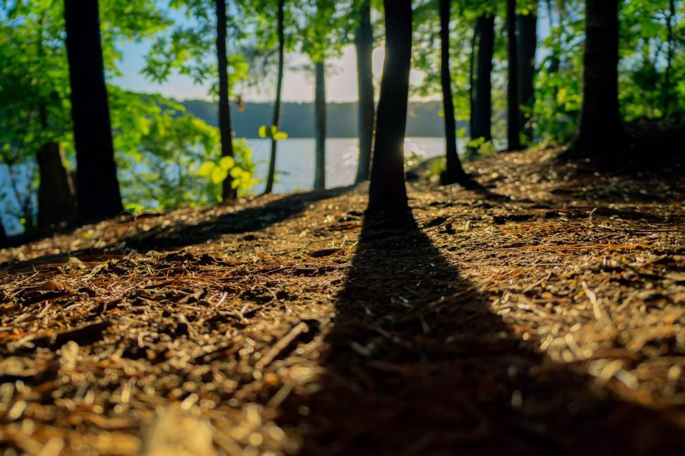 Free Image of Shadow of a Tree on the Ground 