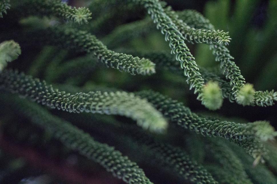 Free Image of Close Up of Lush Green Plants 