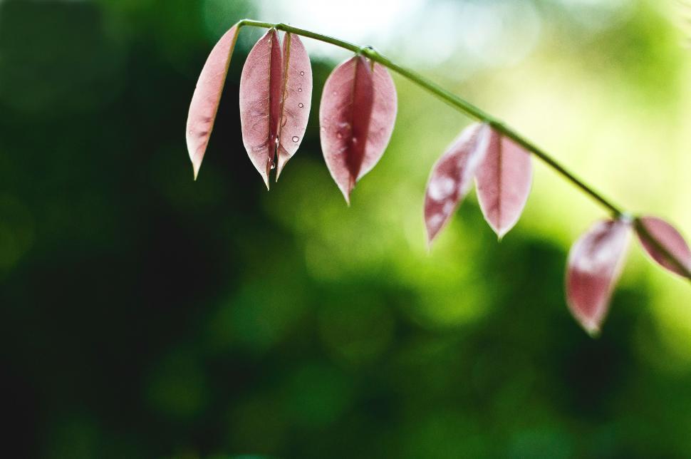 Free Image of Close Up of Green Plant Leaves 