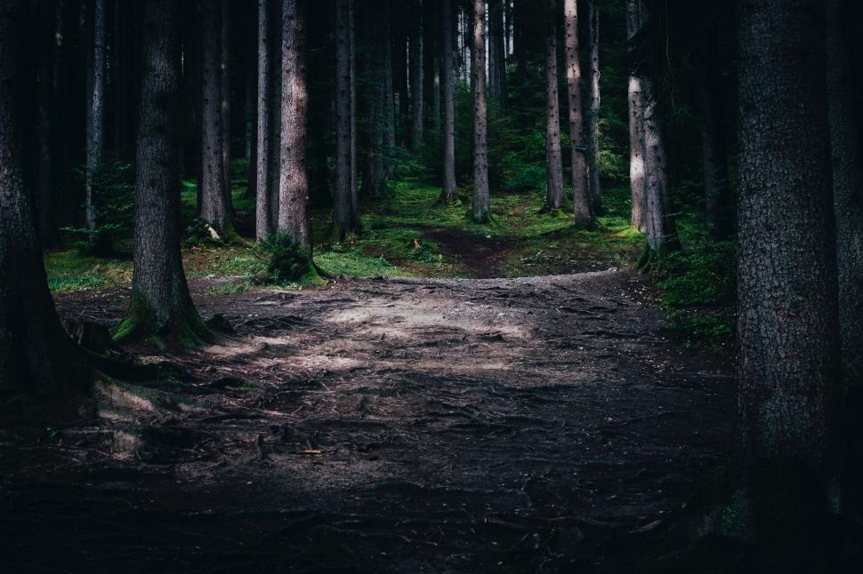 Free Image of Dirt Road Cutting Through Forest 