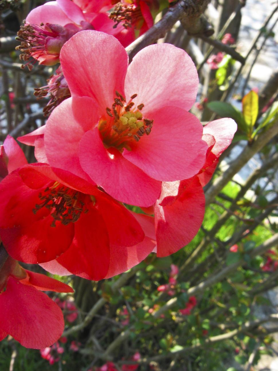 Free Image of blooming tree 