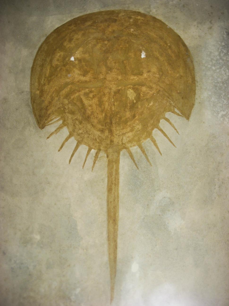 Free Image of fossil 