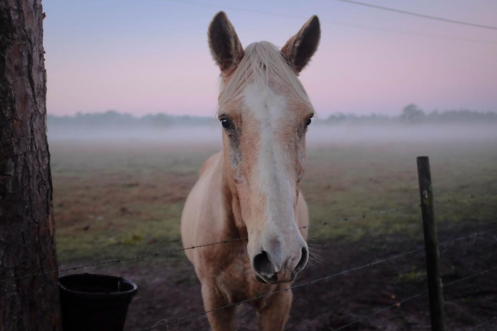 Free Image of Horse Standing Next to Tree in Field 