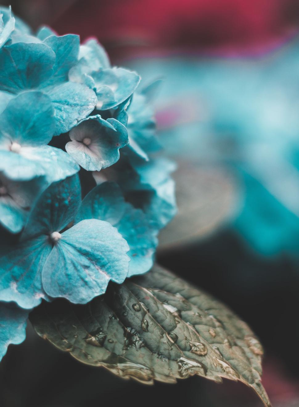 Free Image of Close Up of Blue Flower With Water Droplets 