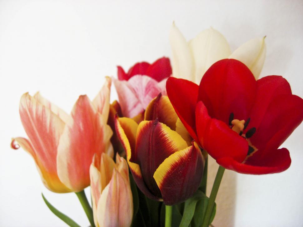Free Image of flowers 